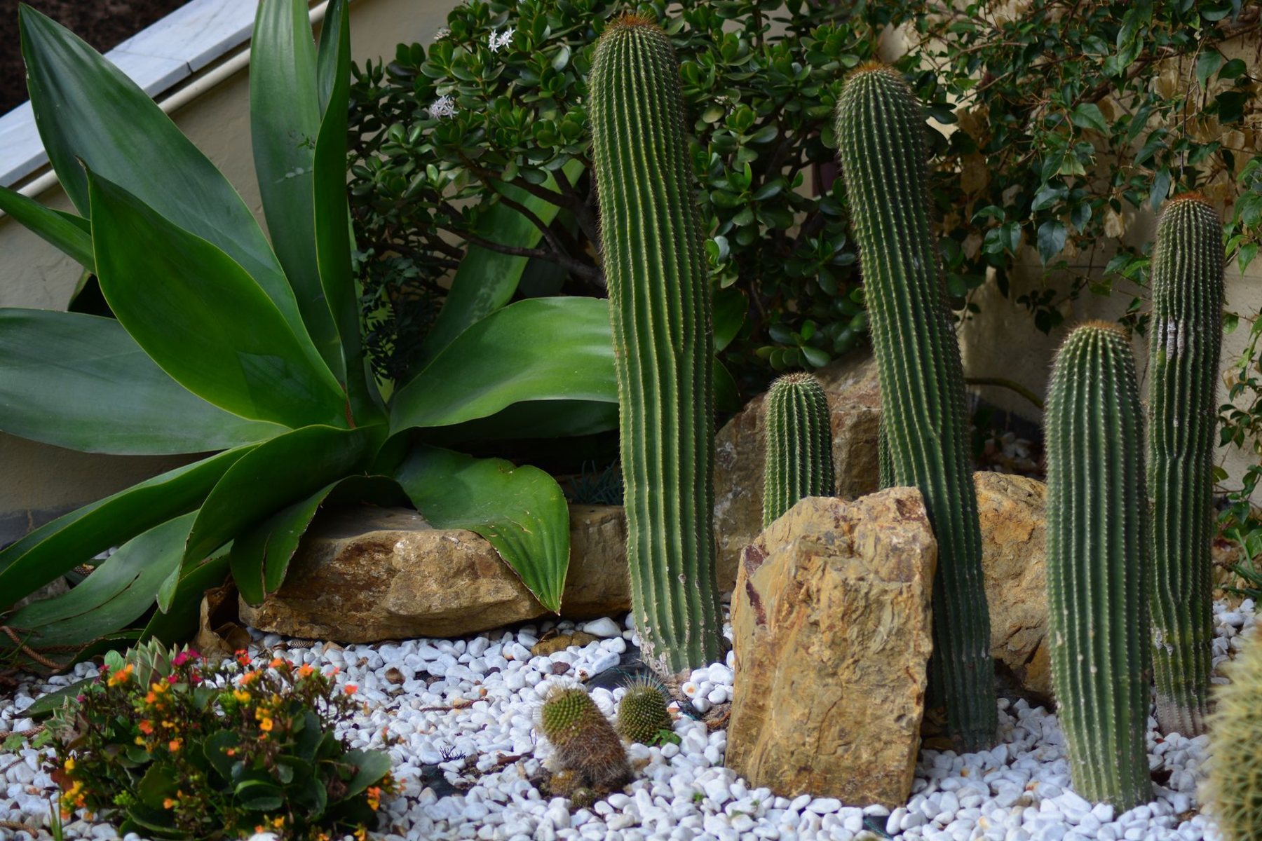 Desert Landscaping & Xeriscape in Sun City AZ