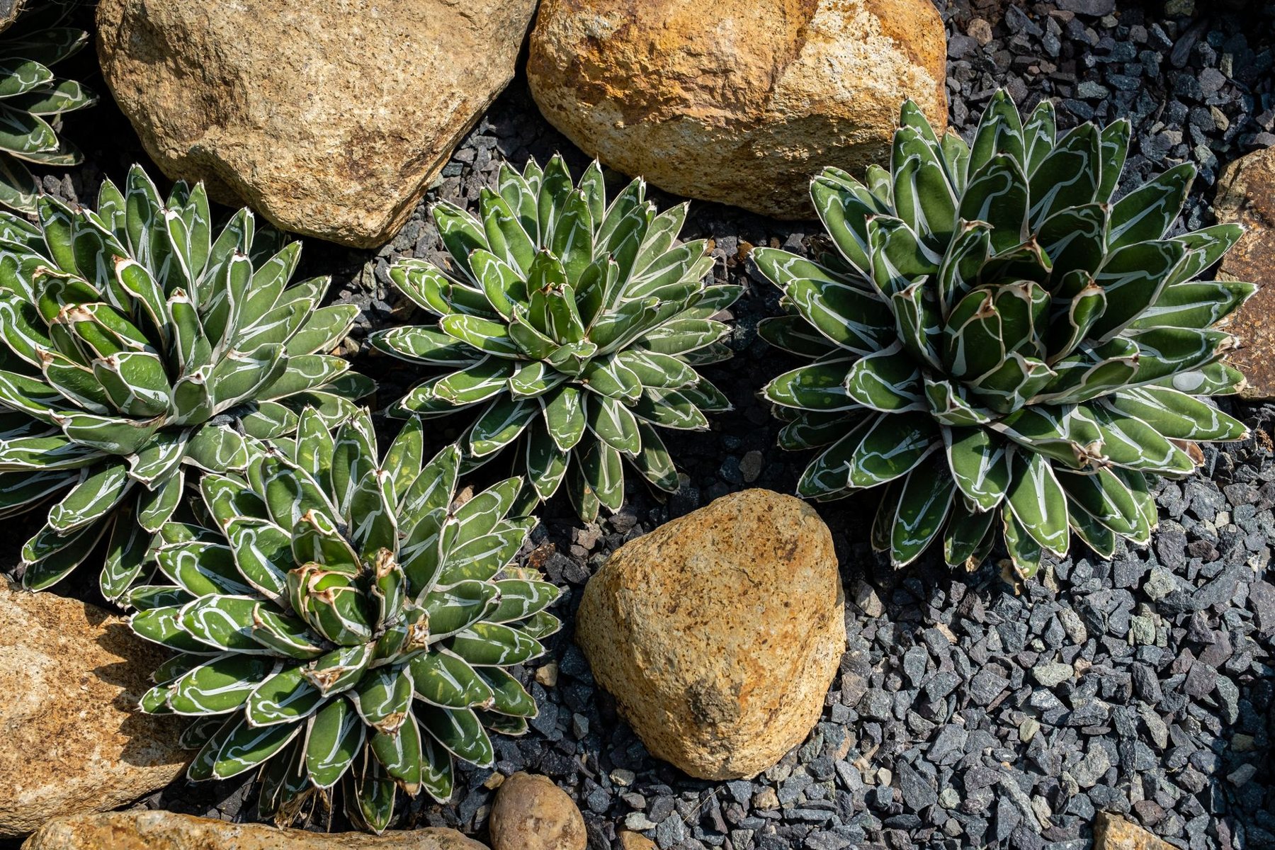 Desert xeriscape design in Sun City, AZ